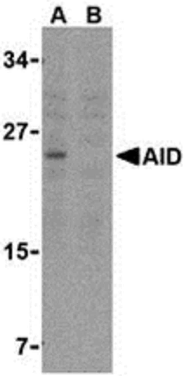 AID Polyclonal Antibody, 100  g