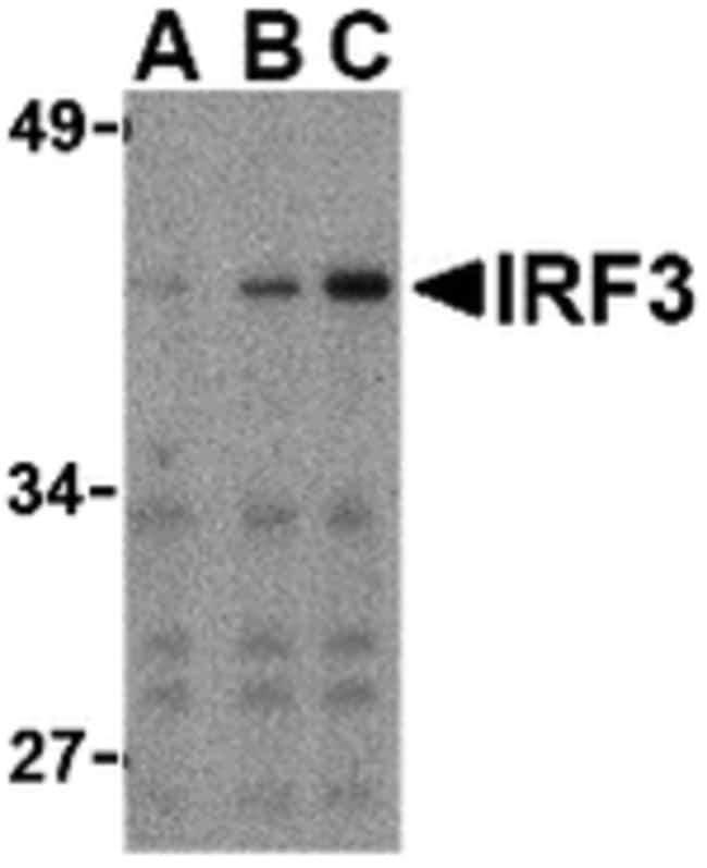 Anti-IRF3 polyclonal antibody