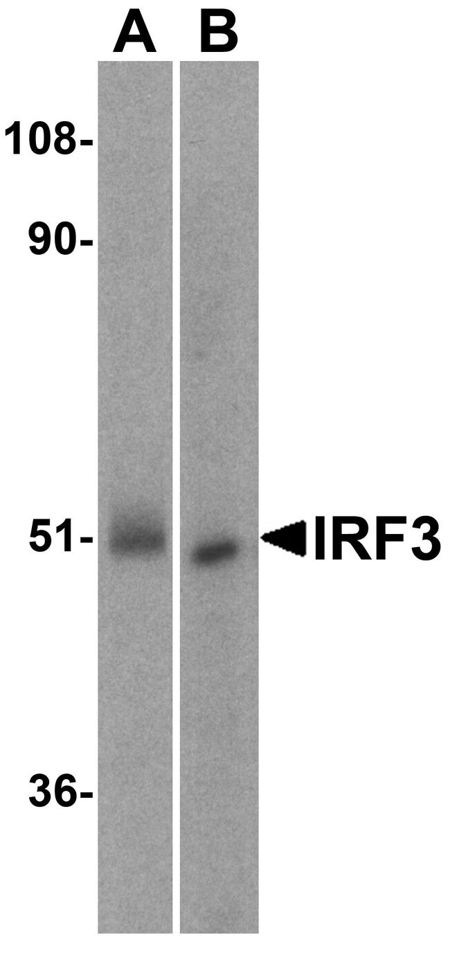 Anti-IRF3 polyclonal antibody