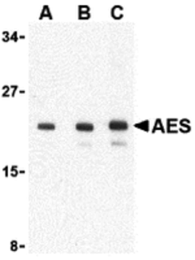 AES Polyclonal Antibody, 100  g