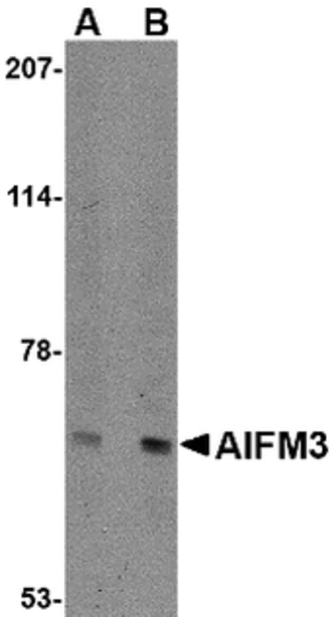 AIFM3 Polyclonal Antibody, 100  g