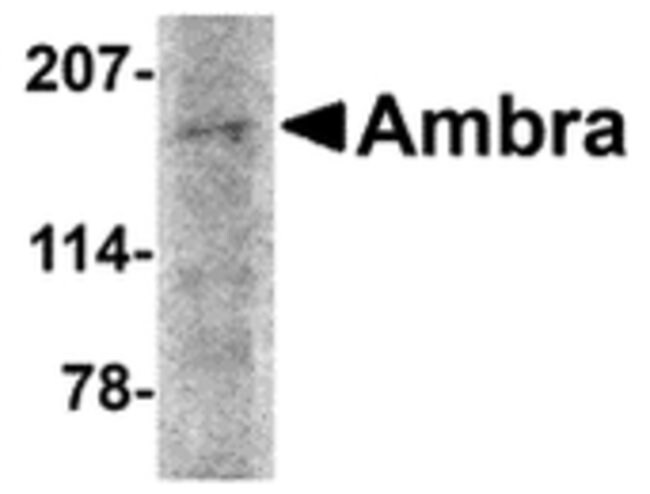 Ambra1 Polyclonal Antibody, 100  g