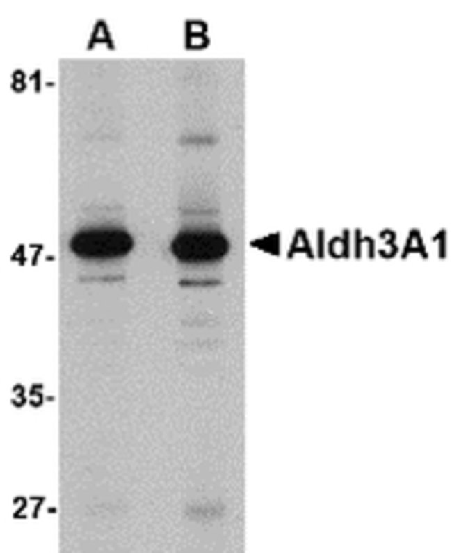 Aldh3A1 Polyclonal Antibody, 100  g