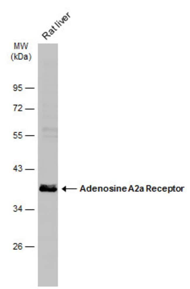 Adenosine A2A-R Polyclonal antibody, 100