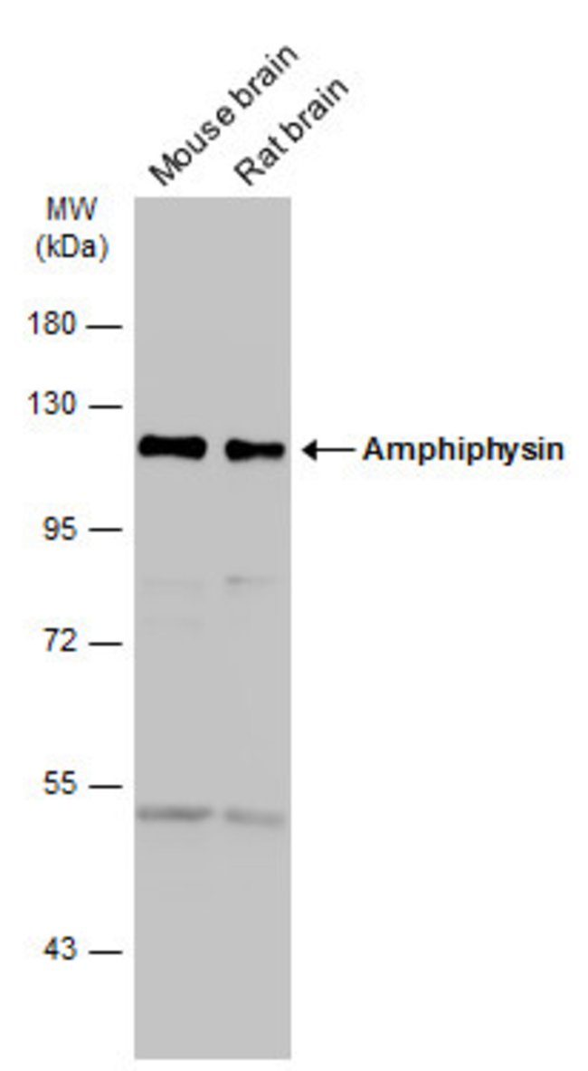 Amphiphysiniphysin isoform 1 Polyclonal