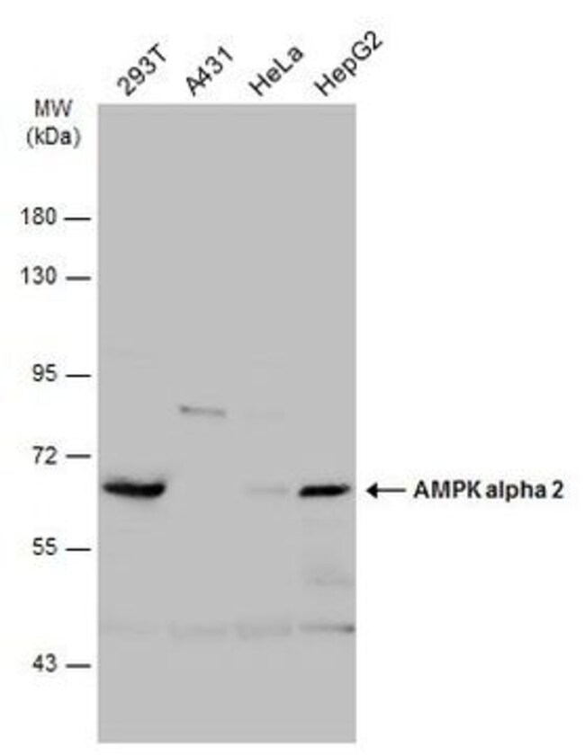 AMPK alpha 2 Polyclonal Antibody, 100  l