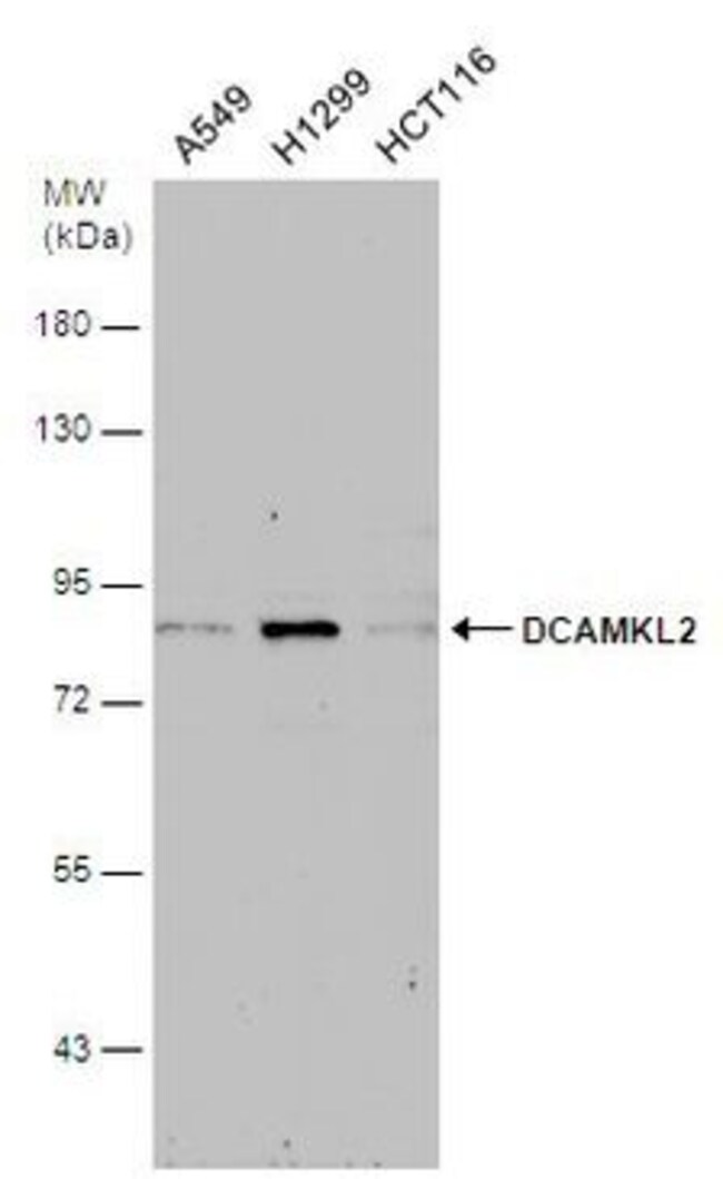 100 l DCAMKL2 Polyclonal Antibody