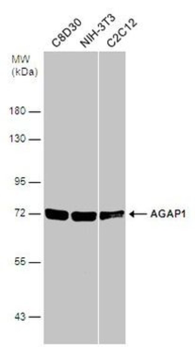 AGAP1 Polyclonal Antibody, 100  g