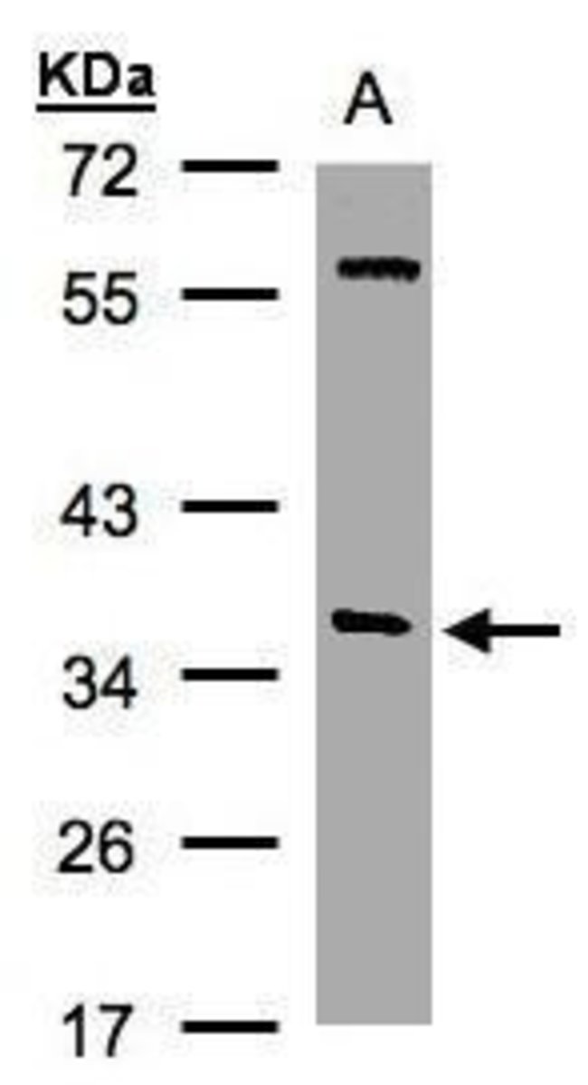 alpha SNAP Polyclonal Antibody, 100  g