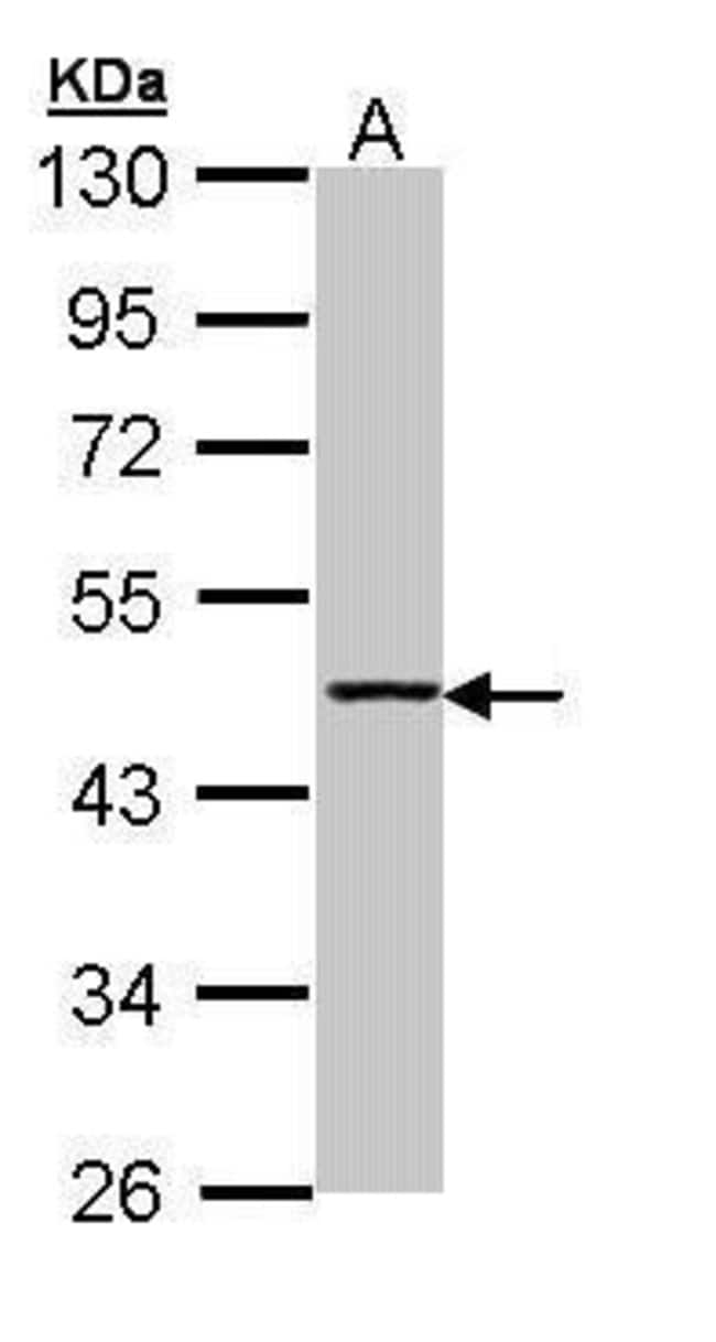 Aminoacylase-1 Polyclonal Antibody, 100