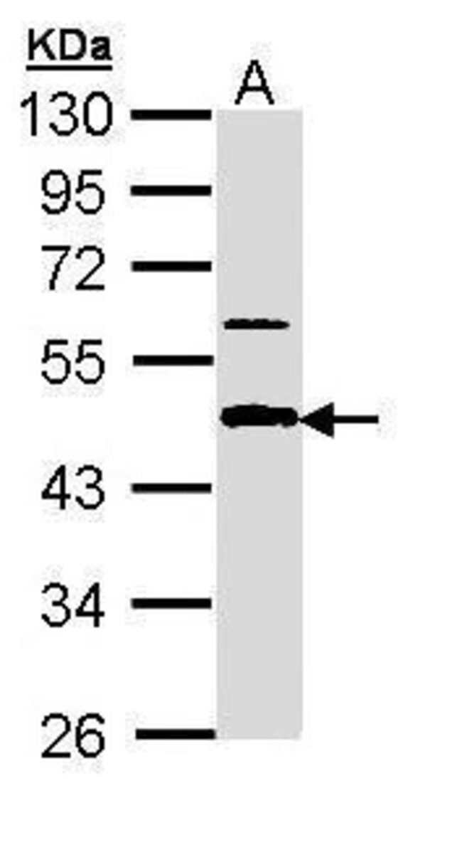 amyloid beta precursor protein-binding f