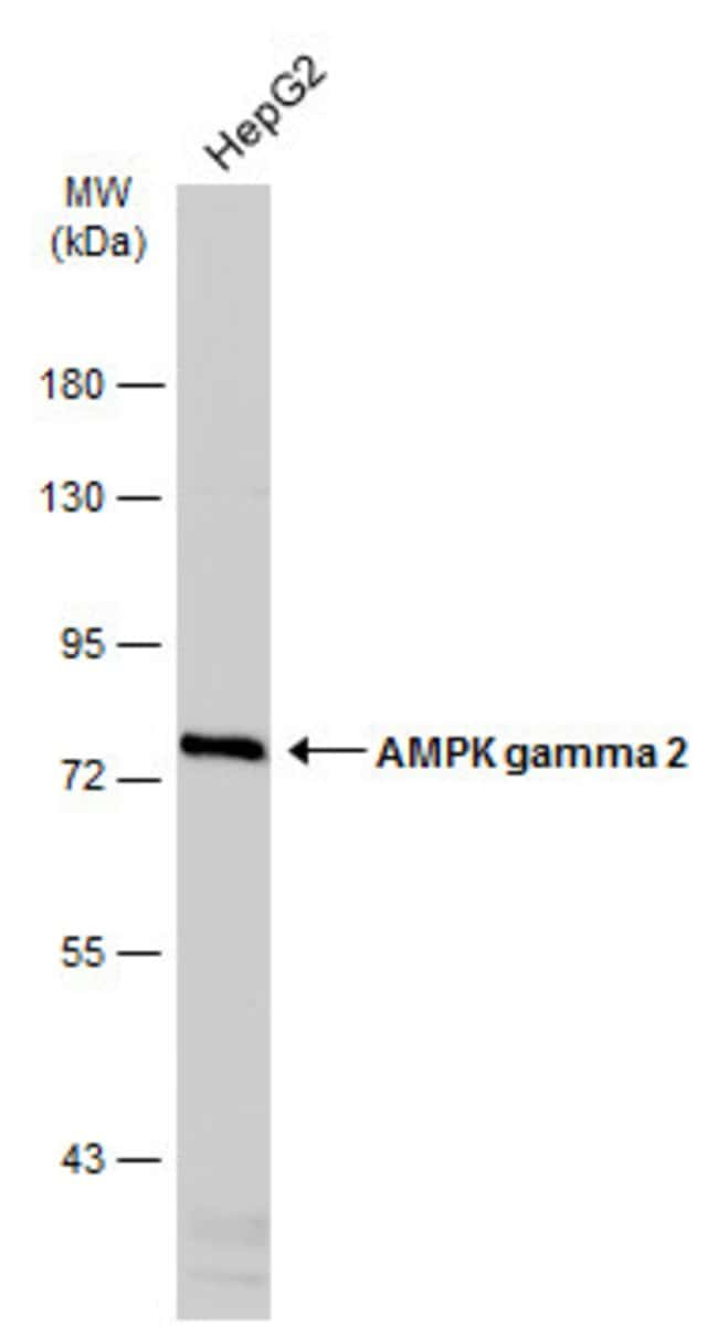 AMPK gamma-2 Polyclonal antibody, 100  l