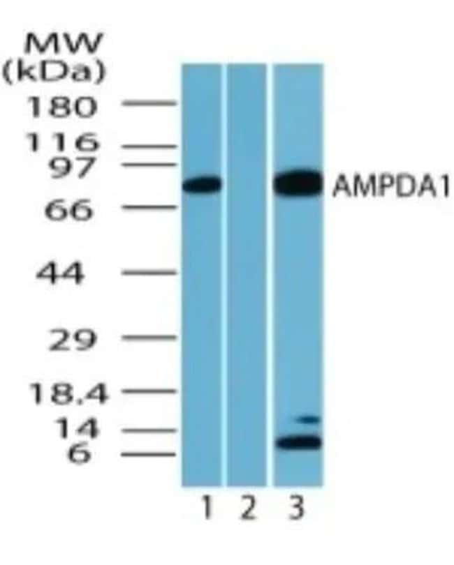 AMPDA1 Polyclonal Antibody, 100  g