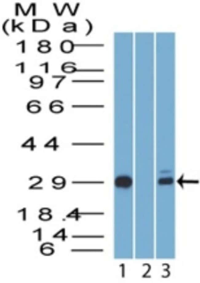 14-3-3 sigma Polyclonal Antibody, 100  g