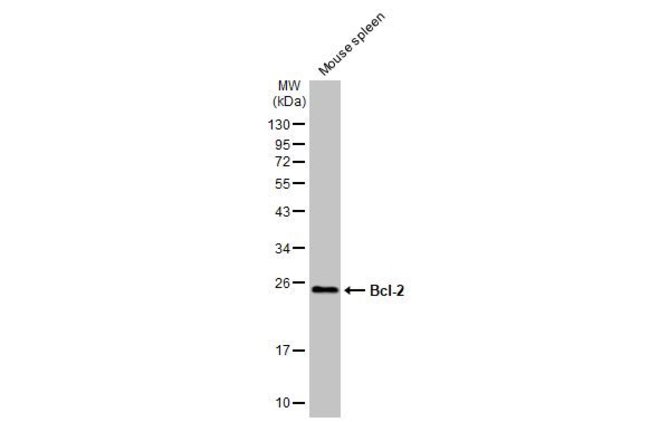 ANTI-BCL2