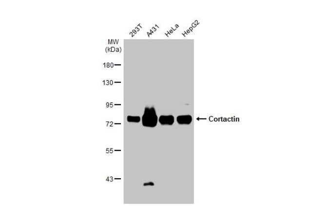 ANTI-CORTACTIN