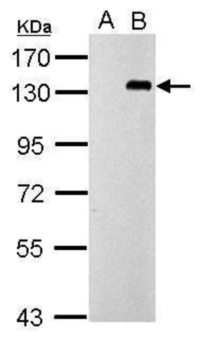 ANTI-TLR9