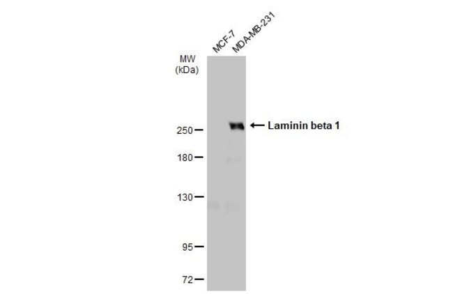 ANTI-LAMININ BETA 1