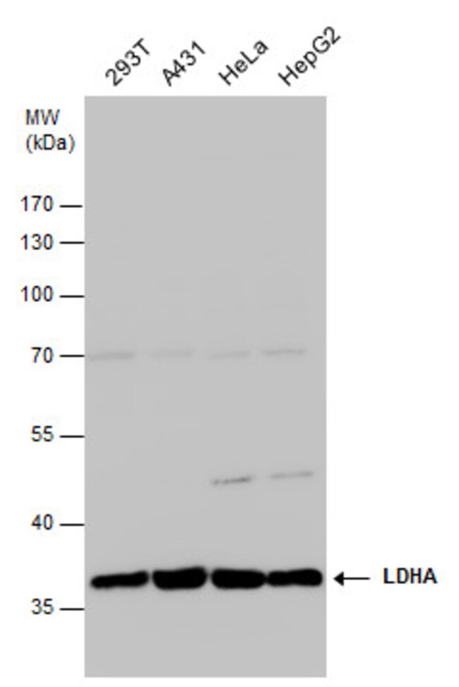 ANTI-LACTATE DEHYDROGENASE