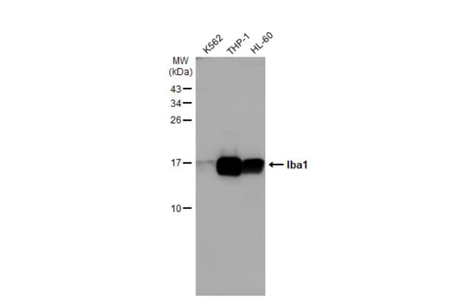 100UL Polyclonal antibody, Iba1, host ra