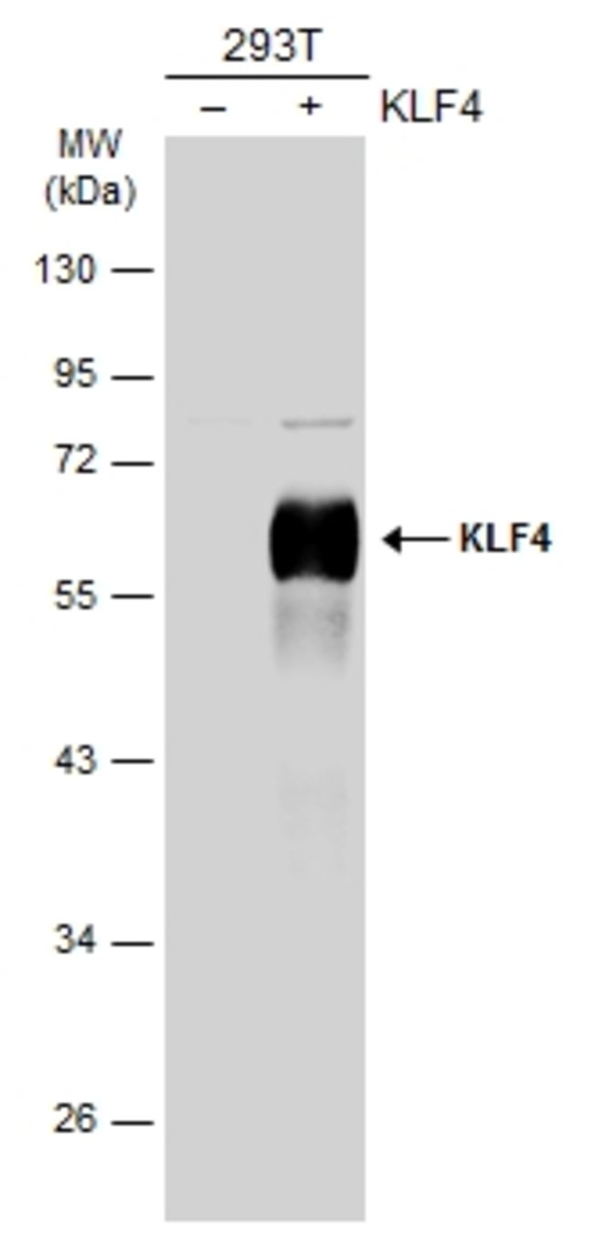 ANTI-KLF4