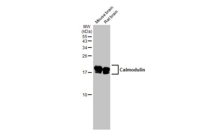 ANTI-CALMODULIN 2