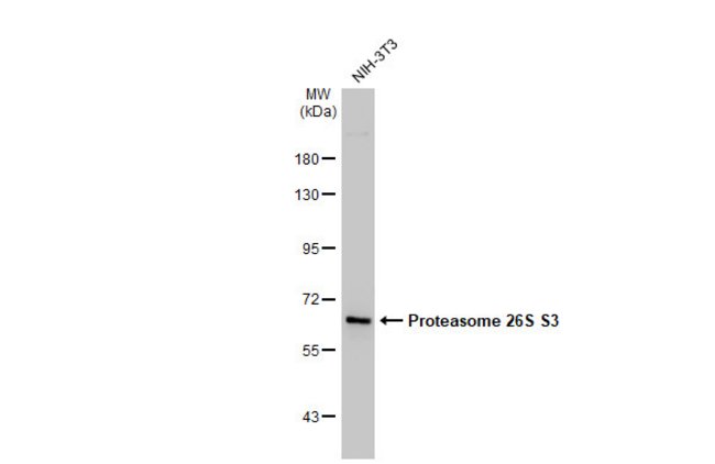 ANTI-PROTEASOME 26S S3