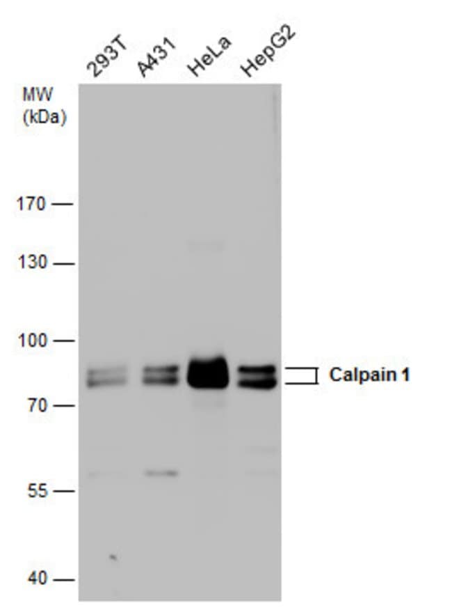 ANTI-CALPAIN 1