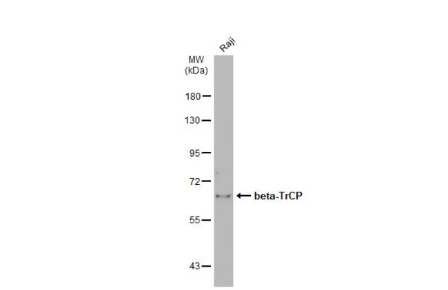 ANTI-BETA-TRCP