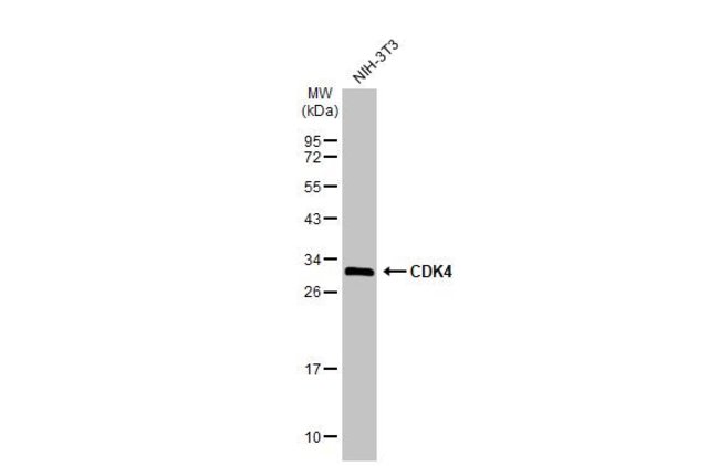 ANTI-CDK4