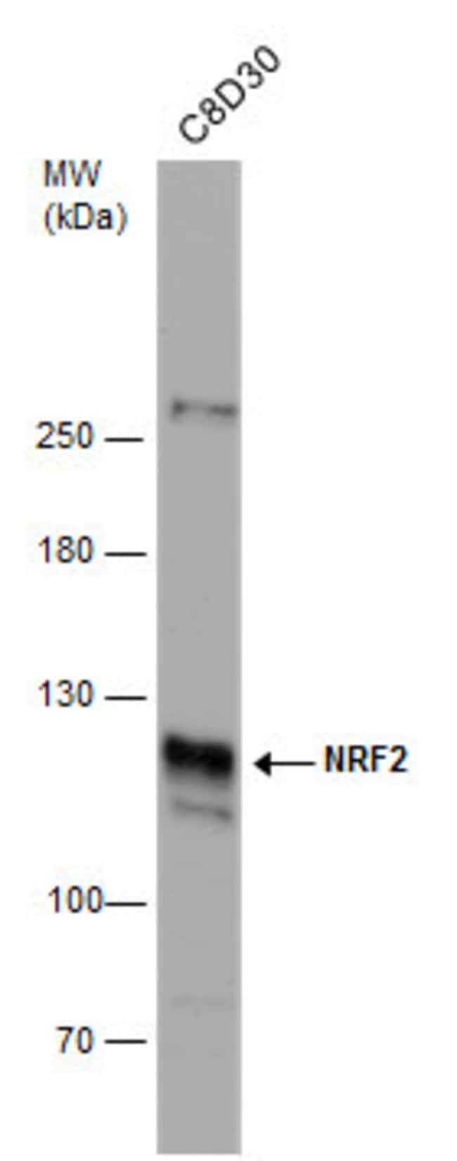 ANTI-NRF2