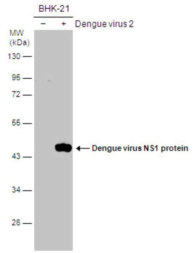 ANTI-NS1 (DENGUE VIRUS 2)