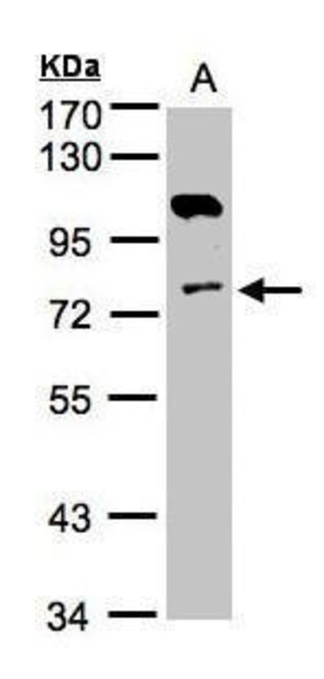 ANTI-ADENYLATE KINASE 7