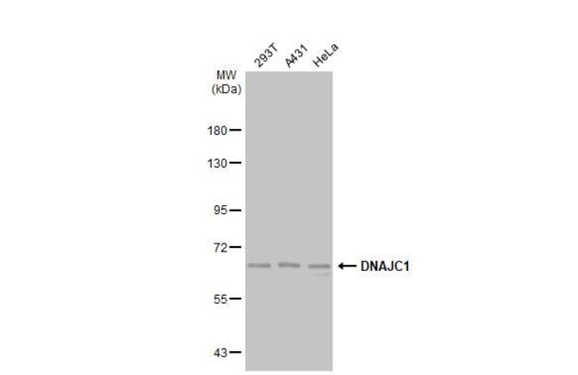 ANTI-DNAJC1