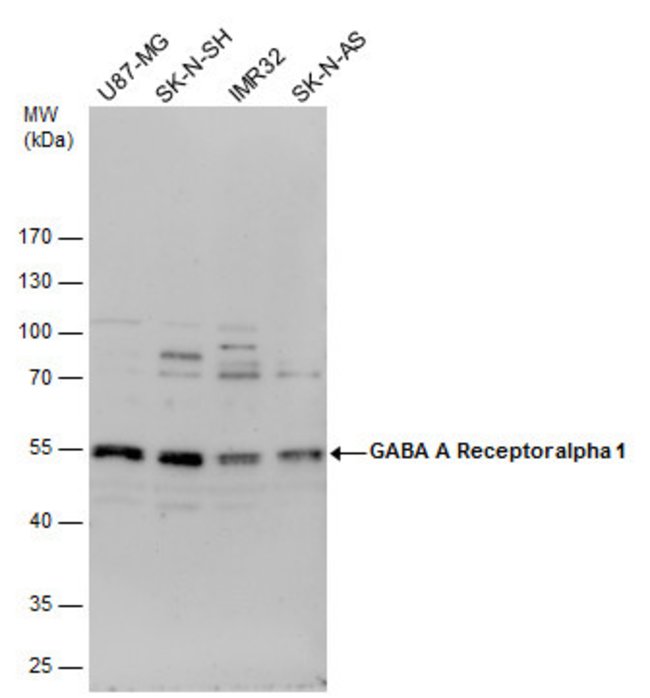 ANTI-GABA A RECEPTOR ALPHA 1