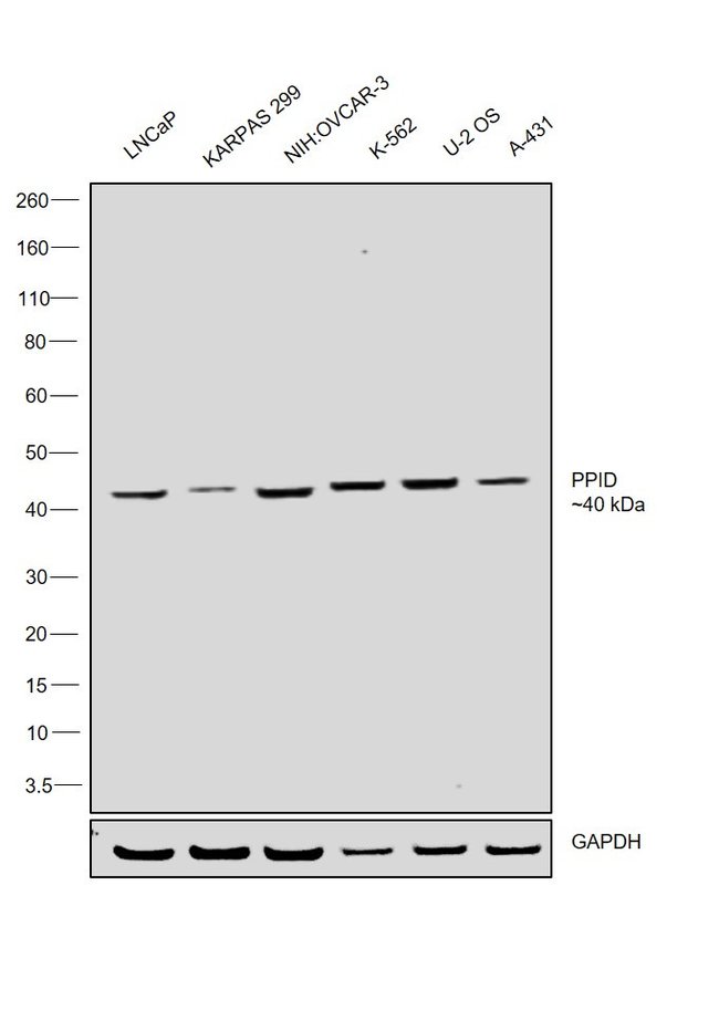 ANTI-CYCLOPHILIN 40