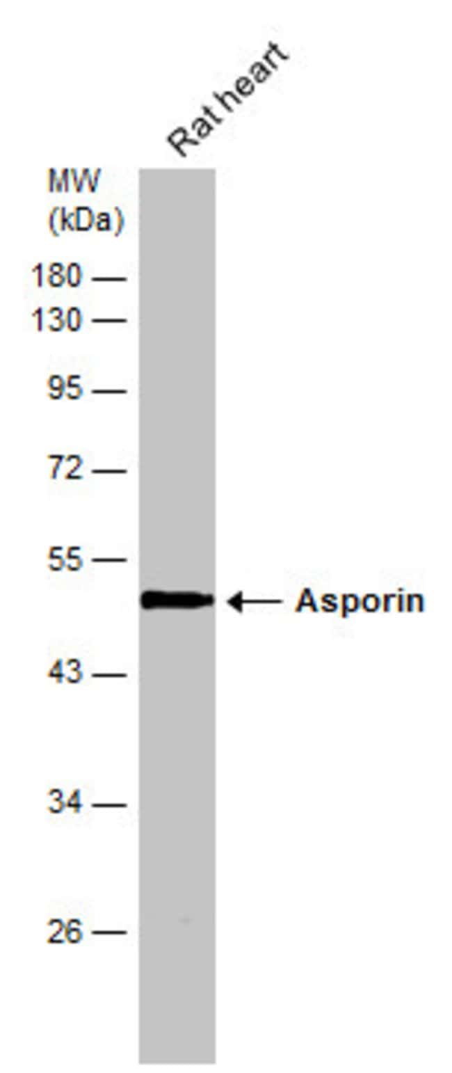 ANTI-ASPORIN