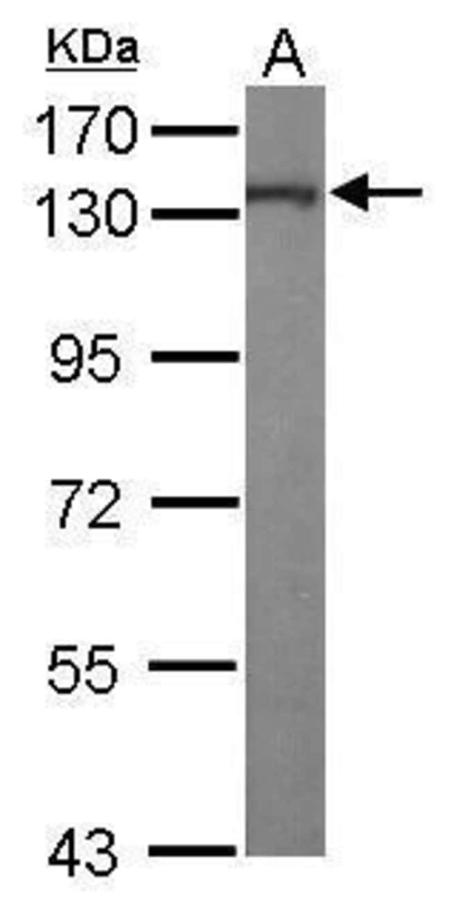 ANTI-KINESIN 5A