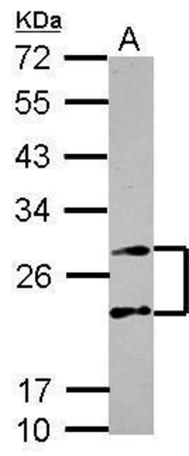 ANTI-PROTEASOME 20S ALPHA 4