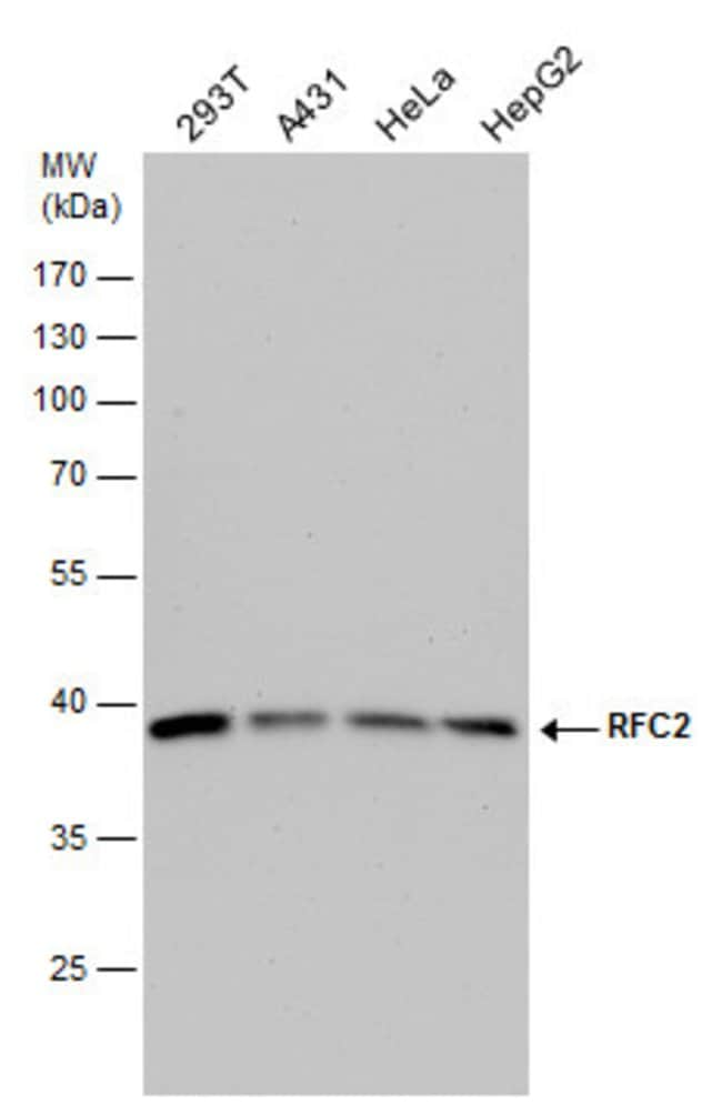 ANTI-RFC2