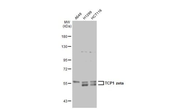 ANTI-TCP1 ZETA