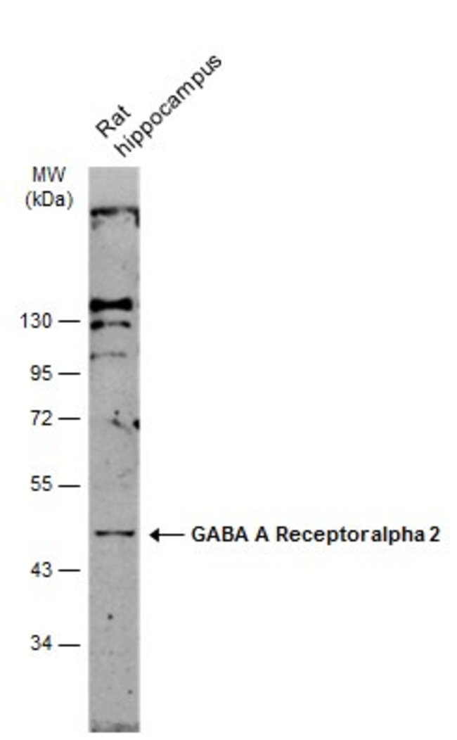 ANTI-GABA A RECEPTOR ALPHA 2