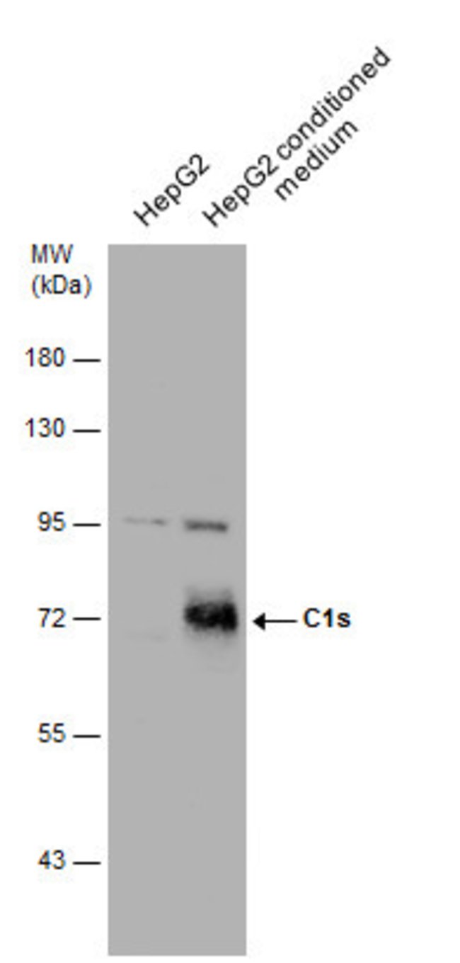 ANTI-C1S