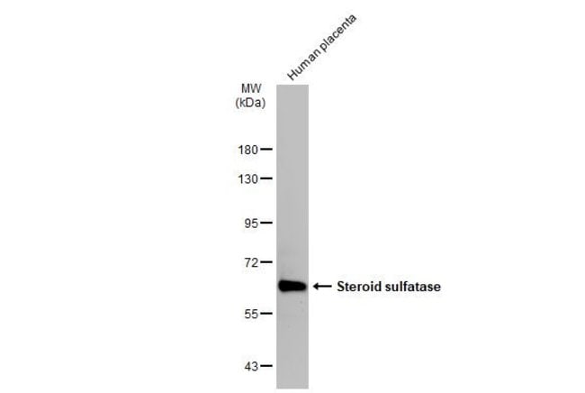 ANTI-STERYL-SULFATASE