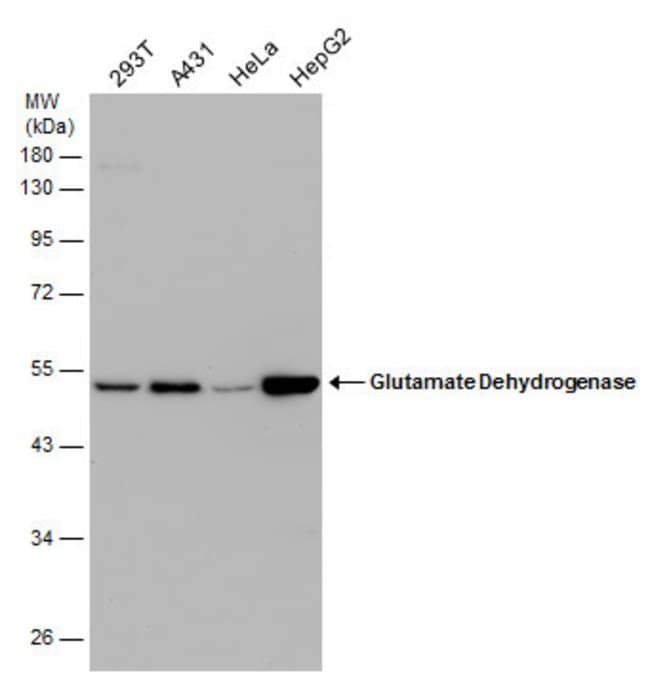 ANTI-GLUTAMATE DEHYDROGENASE