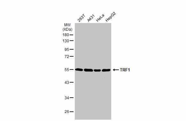 ANTI-TRF1