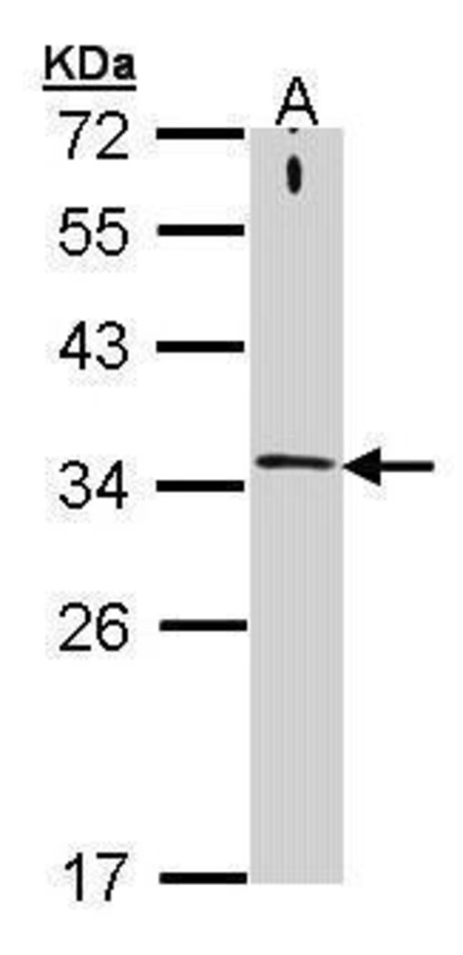 ANTI-SYNTAXIN 1A