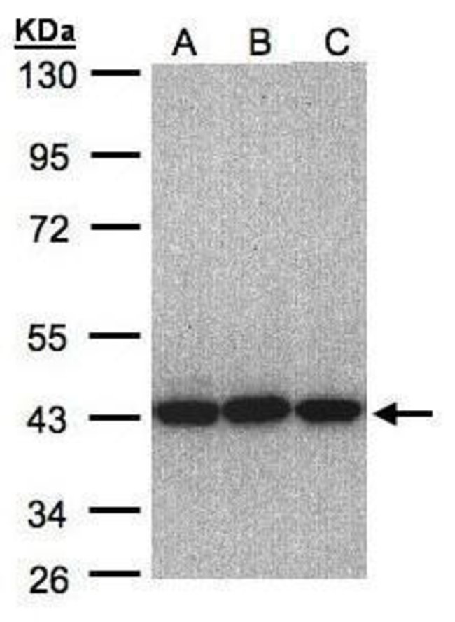 ANTI-EIF3 GAMMA