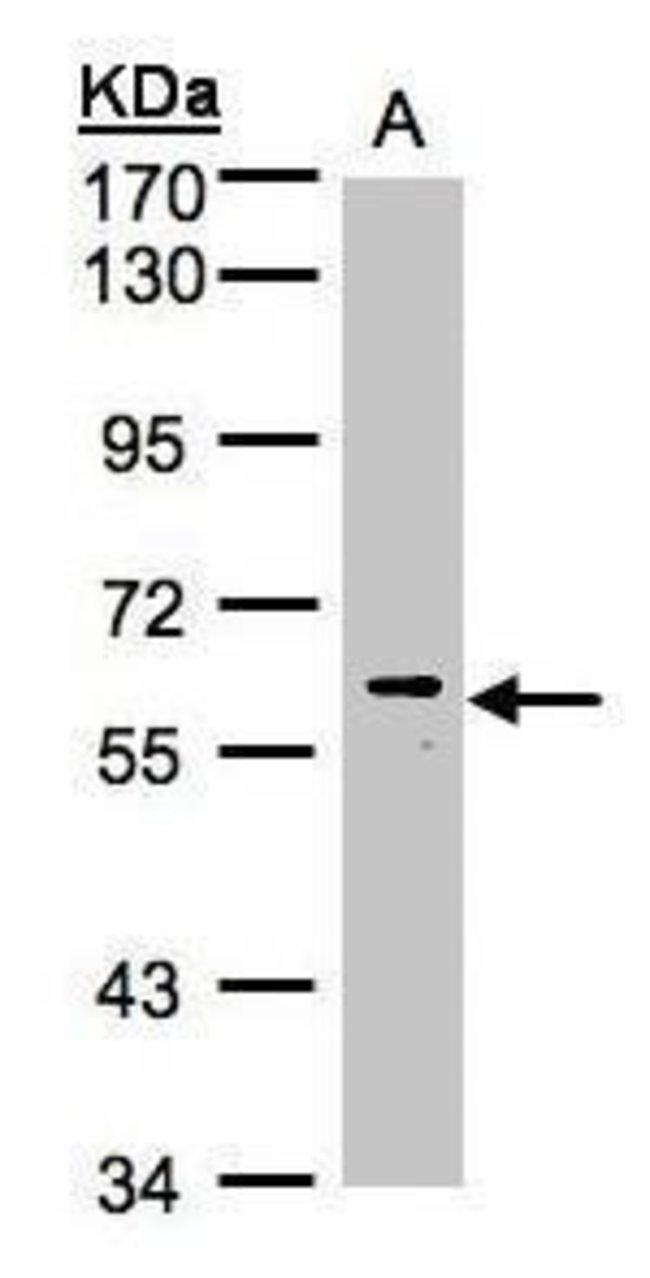 ANTI-MAPK15