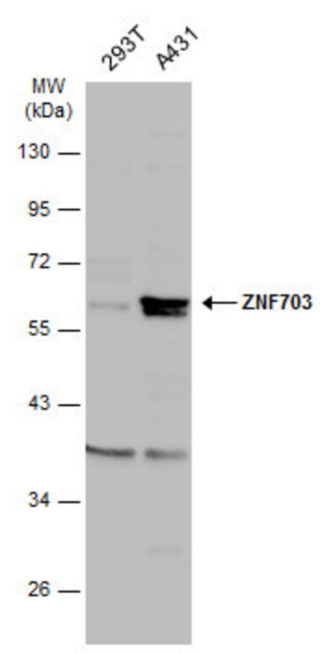 ANTI-ZNF703